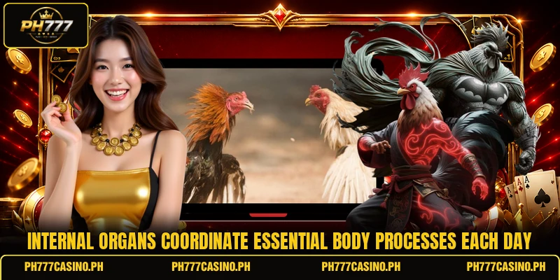 Internal organs coordinate essential body processes each day Internal organs coordinate essential body processes each day